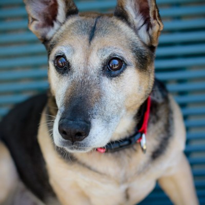 german-shepherd-corgi-shelter-dog-with-cute-big-eyes