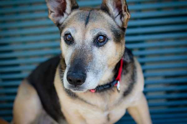 german-shepherd-corgi-shelter-dog-with-cute-big-eyes